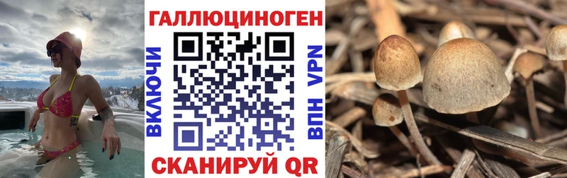 Купить где  Омск  Псилоцибиновые грибы GOLDEN TEACHER 